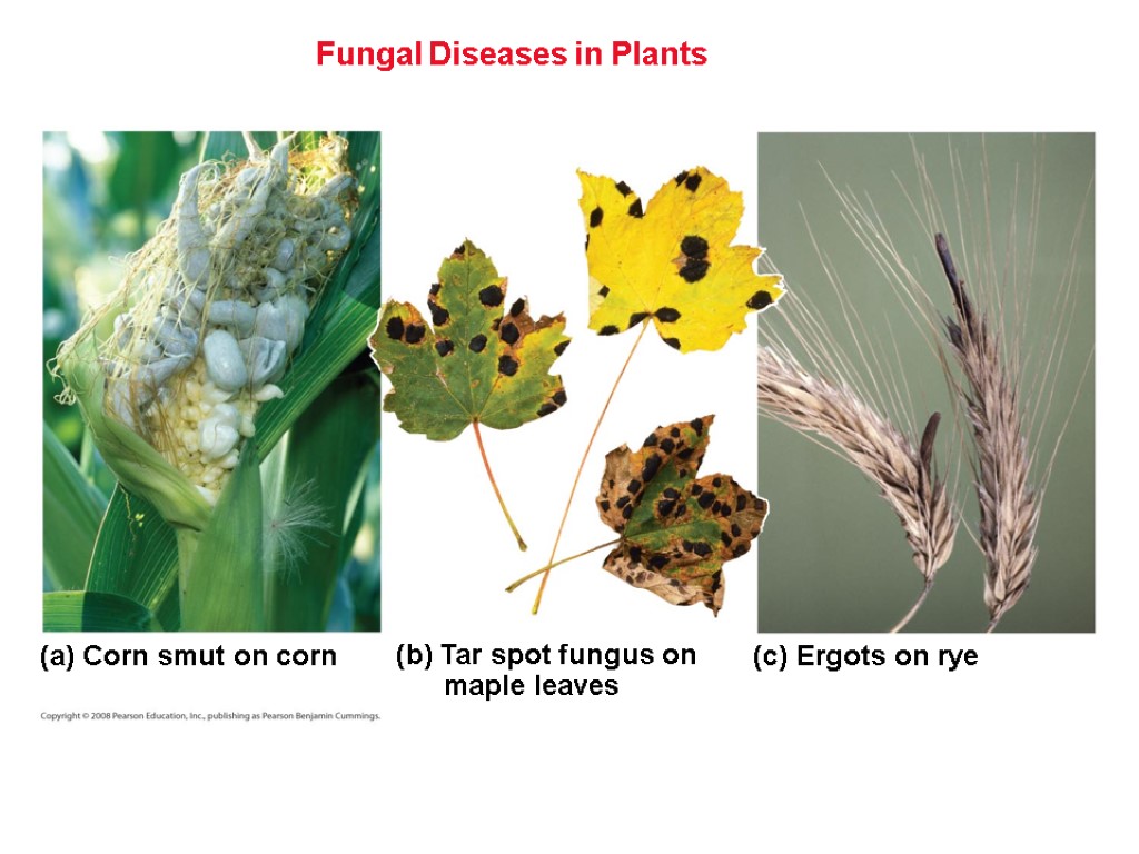 Fungal Diseases in Plants (c) Ergots on rye (a) Corn smut on corn (b)